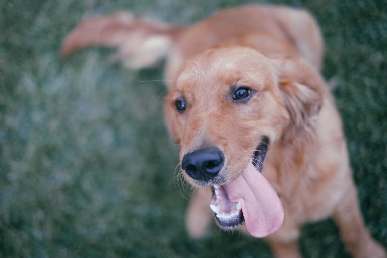 Dog Poop Pickup in Grosse Pointe Michigan