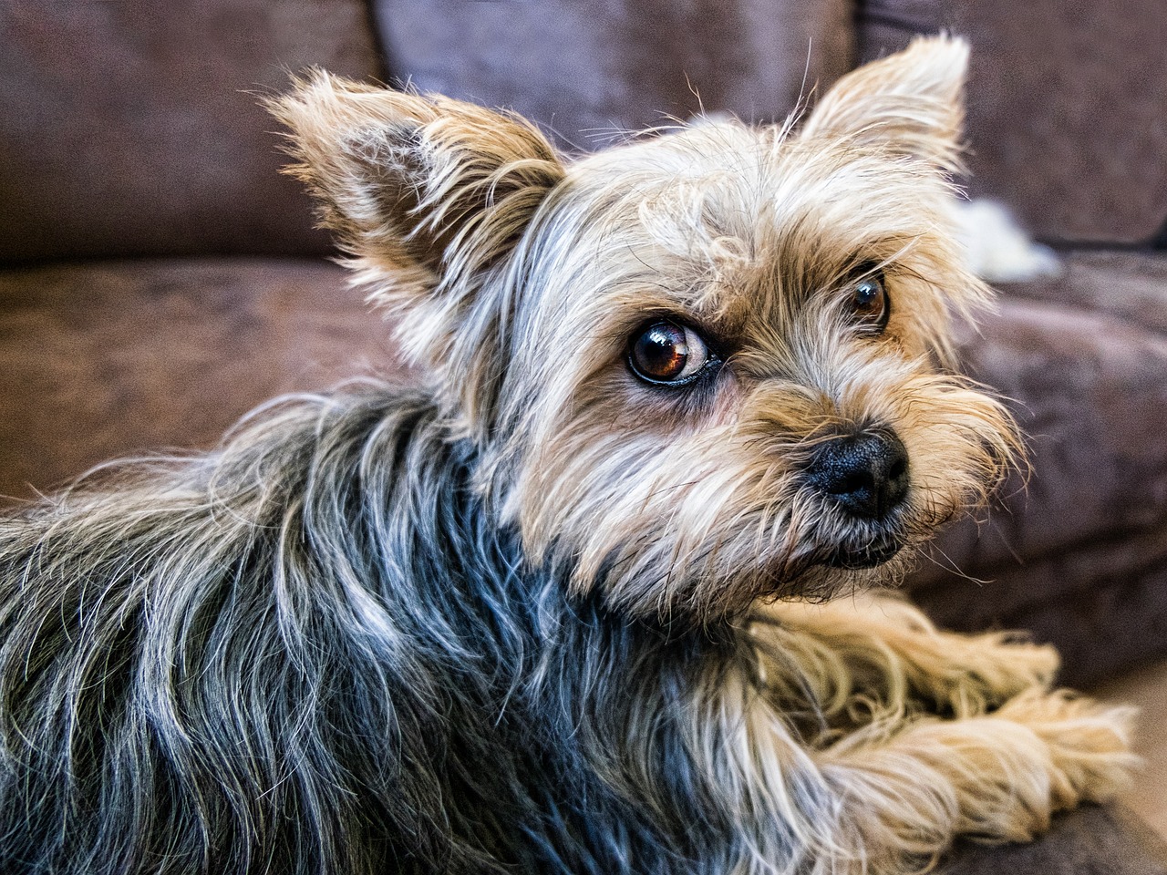 Dog Poop Pickup in Grosse Pointe Michigan