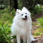 Dog Poop Pickup in Grosse Pointe Michigan