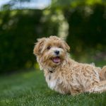 Dog Poop Pickup in Grosse Pointe Michigan