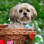 Dog Poop Pickup in Grosse Pointe Michigan